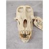 Image 5 : African Chakma Baboon Skull Taxidermy