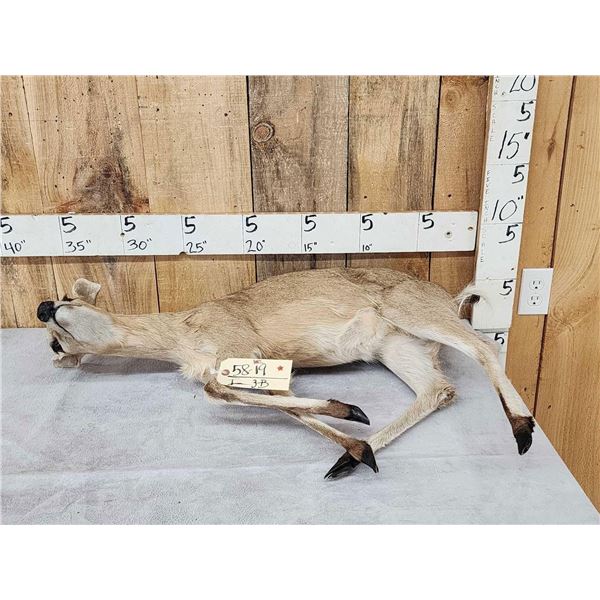 African Duiker Full Body Taxidermy Mount