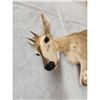 Image 4 : African Duiker Full Body Taxidermy Mount