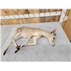 Image 5 : African Duiker Full Body Taxidermy Mount