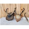 Image 4 : 6 Sets Of Pronghorn Antelope Horns Taxidermy