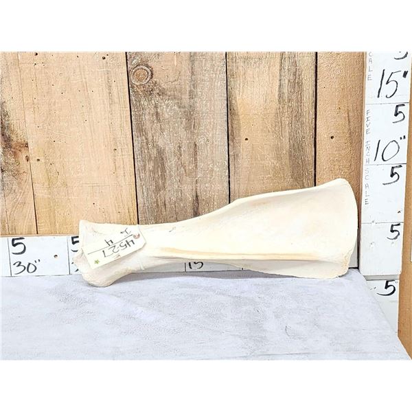 Giraffe Scapula Bone Taxidermy