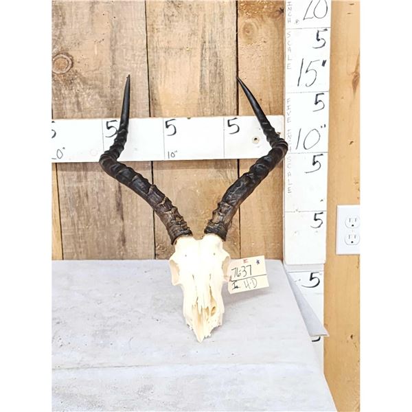 African Impala Skull Taxidermy