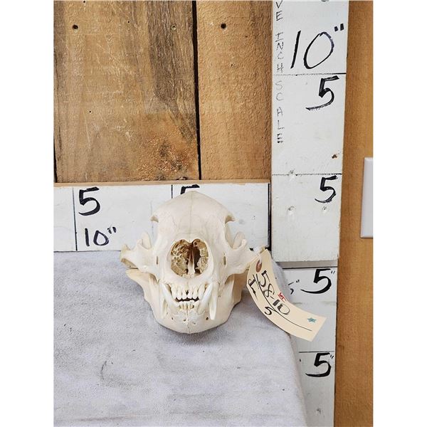 Black Bear Skull Taxidermy