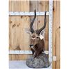 Image 1 : African Nyala Table Top Pedestal Taxidermy Mount