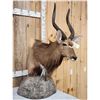 Image 4 : African Nyala Table Top Pedestal Taxidermy Mount