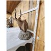 Image 6 : African Nyala Table Top Pedestal Taxidermy Mount
