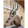 Image 7 : African Nyala Table Top Pedestal Taxidermy Mount