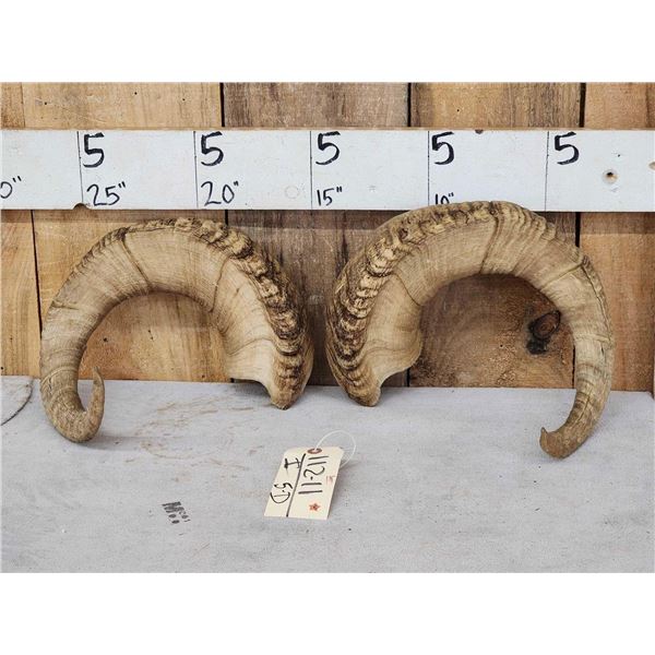 Pair Of Alaskan Dall Sheep Horns Taxidermy
