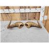Image 2 : Pair Of Alaskan Dall Sheep Horns Taxidermy