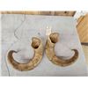 Image 3 : Pair Of Alaskan Dall Sheep Horns Taxidermy