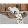 Image 2 : Weasel On Driftwood Taxidermy Mount
