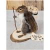 Image 3 : Backpacking Squirrel Full Body Taxidermy Mount
