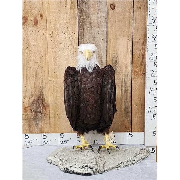 100% Reproduction Bald Eagle Full Body Bird Taxidermy