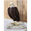 Image 2 : 100% Reproduction Bald Eagle Full Body Bird Taxidermy