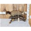 Image 1 : Vintage Cinnamon Phase Raccoon Full Body Taxidermy Mount