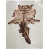 Image 1 : Tanned Elk Skin Taxidermy