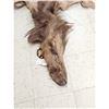Image 2 : Tanned Elk Skin Taxidermy