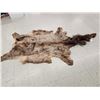 Image 3 : Tanned Elk Skin Taxidermy