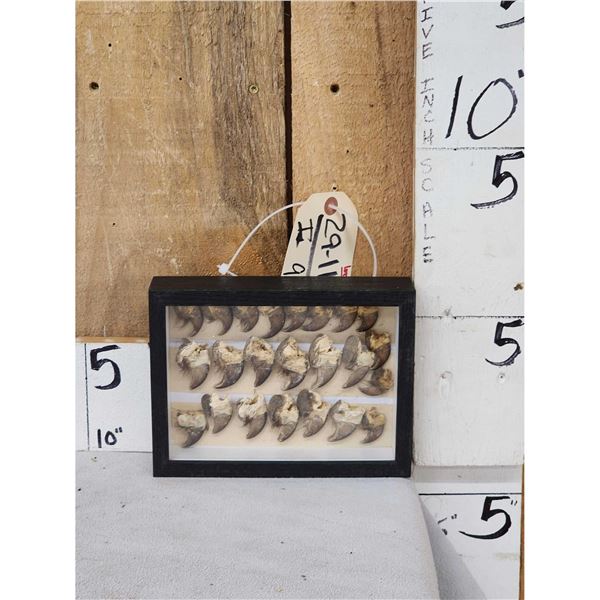 22 Black Bear Claws Taxidermy