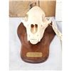 Image 2 : Canadian Black Bear Skull Taxidermy