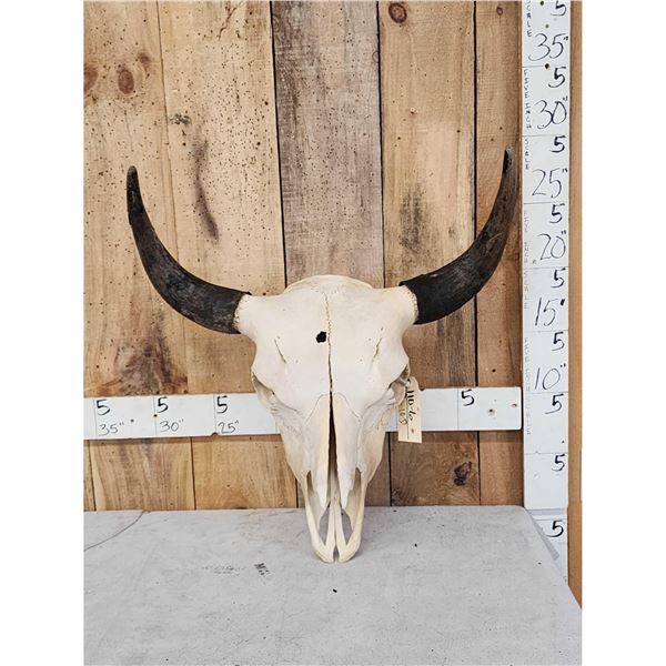 American Bison Buffalo Skull Taxidermy