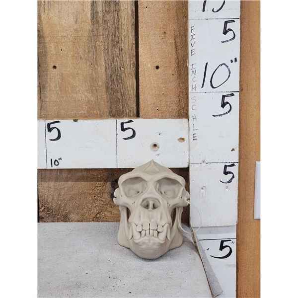 Reproduction Chimpanzee Skull Taxidermy
