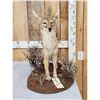 Image 2 : African Black Back Jackal Full Body Taxidermy Mount