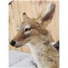 Image 4 : African Black Back Jackal Full Body Taxidermy Mount