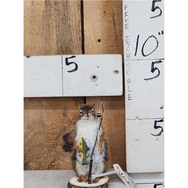 Fishing Squirrel Full Body Taxidermy Mount