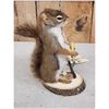 Image 3 : Fishing Squirrel Full Body Taxidermy Mount