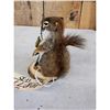 Image 4 : Fishing Squirrel Full Body Taxidermy Mount