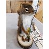 Image 5 : Fishing Squirrel Full Body Taxidermy Mount