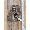 Image 2 : 2 Baby Raccoons Playing On A Log Full Body Taxidermy Mount