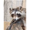 Image 4 : 2 Baby Raccoons Playing On A Log Full Body Taxidermy Mount