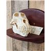 Image 2 : African Chakma Baboon Skull On Plaque Taxidermy