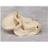 Image 5 : African Chakma Baboon Skull On Plaque Taxidermy