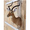 Image 2 : African Impala Shoulder Mount Taxidermy