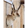 Image 3 : Pronghorn Antelope Shoulder Mount Taxidermy