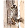 Image 2 : Fox Squirrel Climbing A Tree Full Body Taxidermy Mount