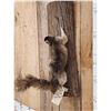 Image 4 : Fox Squirrel Climbing A Tree Full Body Taxidermy Mount