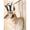 Image 2 : Pronghorn Antelope Shoulder Mount Taxidermy