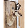 Image 3 : Pronghorn Antelope Shoulder Mount Taxidermy