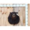 Image 1 : Bkack Bear Shoulder Mount Taxidermy