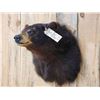 Image 2 : Bkack Bear Shoulder Mount Taxidermy