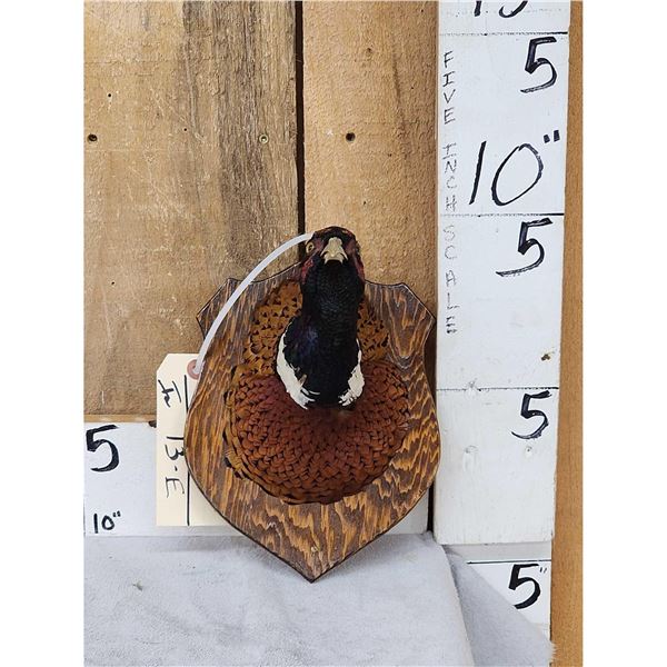 Ringneck Pheasant Shoulder Mount Bird Taxidermy