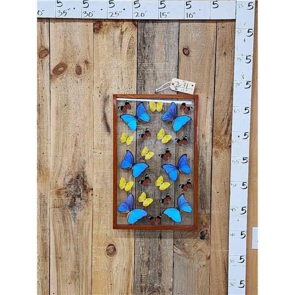 Frame Of 22 Beautiful Butterflies Taxidermy
