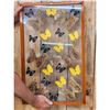 Image 6 : Frame Of 22 Beautiful Butterflies Taxidermy