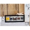 Image 1 : Frame Of 5 Beautiful Butterflies Taxidermy