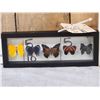Image 2 : Frame Of 5 Beautiful Butterflies Taxidermy